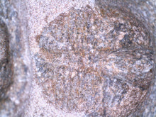 Load image into Gallery viewer, GEM Super Rare Onnia Fossil Trilobite Death Assemblage 16 Trilobites!
