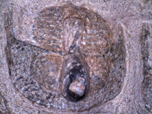 Load image into Gallery viewer, GEM Super Rare Onnia Fossil Trilobite Death Assemblage 16 Trilobites!

