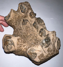Load image into Gallery viewer, GEM Super Rare Onnia Fossil Trilobite Death Assemblage 16 Trilobites!
