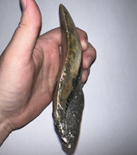 Load image into Gallery viewer, HUGE Megalodon Pathological Fossil Shark Tooth 5.89 Inches! Not Repaired! Great Serrations!
