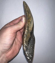 Load image into Gallery viewer, HUGE Megalodon Pathological Fossil Shark Tooth 5.89 Inches! Not Repaired! Great Serrations!
