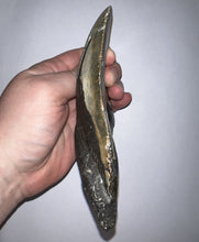 Load image into Gallery viewer, HUGE Megalodon Pathological Fossil Shark Tooth 5.89 Inches! Not Repaired! Great Serrations!
