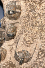 Load image into Gallery viewer, GEM Super Rare Onnia Fossil Trilobite Death Assemblage 16 Trilobites!
