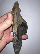 Load image into Gallery viewer, HUGE Megalodon Pathological Fossil Shark Tooth 5.89 Inches! Not Repaired! Great Serrations!
