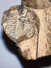 Load image into Gallery viewer, GEM Super Rare Onnia Fossil Trilobite Death Assemblage 16 Trilobites!
