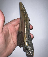 Load image into Gallery viewer, HUGE Megalodon Pathological Fossil Shark Tooth 5.89 Inches! Not Repaired! Great Serrations!
