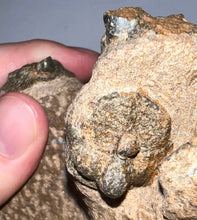 Load image into Gallery viewer, GEM Super Rare Onnia Fossil Trilobite Death Assemblage 16 Trilobites!
