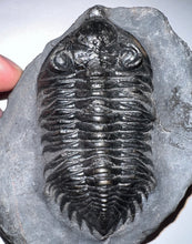 Load image into Gallery viewer, GEM Super Rare Treveropyge Fossil Trilobite Coltraneia Berbera 2.7 Inches
