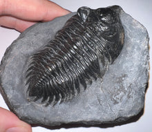 Load image into Gallery viewer, GEM Super Rare Treveropyge Fossil Trilobite Coltraneia Berbera 2.7 Inches
