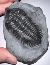 Load image into Gallery viewer, GEM Super Rare Treveropyge Fossil Trilobite Coltraneia Berbera 2.7 Inches
