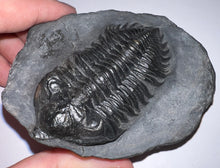 Load image into Gallery viewer, GEM Super Rare Treveropyge Fossil Trilobite Coltraneia Berbera 2.7 Inches

