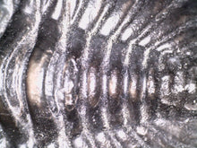 Load image into Gallery viewer, GEM Super Rare Treveropyge Fossil Trilobite Coltraneia Berbera 2.7 Inches
