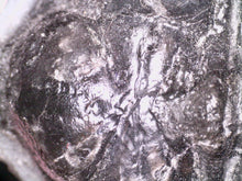 Load image into Gallery viewer, GEM Super Rare Treveropyge Fossil Trilobite Coltraneia Berbera 2.7 Inches
