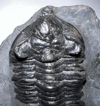 Load image into Gallery viewer, GEM Super Rare Treveropyge Fossil Trilobite Coltraneia Berbera 2.7 Inches
