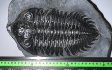 Load image into Gallery viewer, GEM Super Rare Treveropyge Fossil Trilobite Coltraneia Berbera 2.7 Inches
