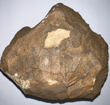 Load image into Gallery viewer, GEM Super Rare Onnia Fossil Trilobite Death Assemblage 16 Trilobites!
