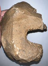 Load image into Gallery viewer, GEM Super Rare Onnia Fossil Trilobite Death Assemblage 16 Trilobites!
