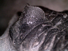 Load image into Gallery viewer, GEM Super Rare Treveropyge Fossil Trilobite Coltraneia Berbera 2.7 Inches

