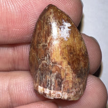 Load image into Gallery viewer, Phytosaur Large Fossil Tooth .91 Inches! Fantastic Serrations! Triassic Aquatic Reptile!
