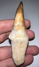 Load image into Gallery viewer, Large Thalassotitan Mosasaur Tooth 3.25 Inches! Dinosaur Era Marine Reptile!

