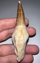 Load image into Gallery viewer, Large Thalassotitan Mosasaur Tooth 3.25 Inches! Dinosaur Era Marine Reptile!
