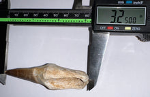 Load image into Gallery viewer, Large Thalassotitan Mosasaur Tooth 3.25 Inches! Dinosaur Era Marine Reptile!
