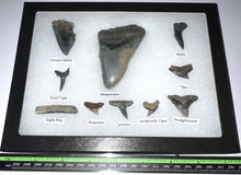 Load image into Gallery viewer, XL Premium Labeled 10 Fossil Shark Tooth Collection in a Riker Mount with a Megalodon
