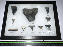 Load image into Gallery viewer, XL Premium Labeled 10 Fossil Shark Tooth Collection in a Riker Mount with a Megalodon
