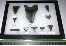 Load image into Gallery viewer, XL Premium Labeled 10 Fossil Shark Tooth Collection in a Riker Mount with a Megalodon
