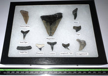 Load image into Gallery viewer, XL Premium Labeled 10 Fossil Shark Tooth Collection in a Riker Mount with a Megalodon
