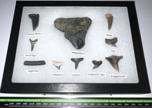 Load image into Gallery viewer, XL Premium Labeled 10 Fossil Shark Tooth Collection in a Riker Mount with a Megalodon
