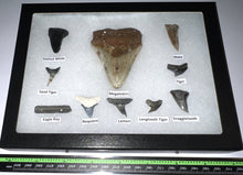 Load image into Gallery viewer, XL Premium Labeled 10 Fossil Shark Tooth Collection in a Riker Mount with a Megalodon
