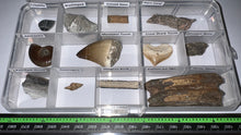 Load image into Gallery viewer, Beginner Collection of 12 labeled Fossils in a clear case. Includes Mosasaur Tooth, Dinosaur Bone Fragment, Extinct Ice Age Horse Tooth and more!
