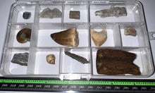 Load image into Gallery viewer, Beginner Collection of 12 labeled Fossils in a clear case. Includes Mosasaur Tooth, Dinosaur Bone Fragment, Extinct Ice Age Horse Tooth and more!
