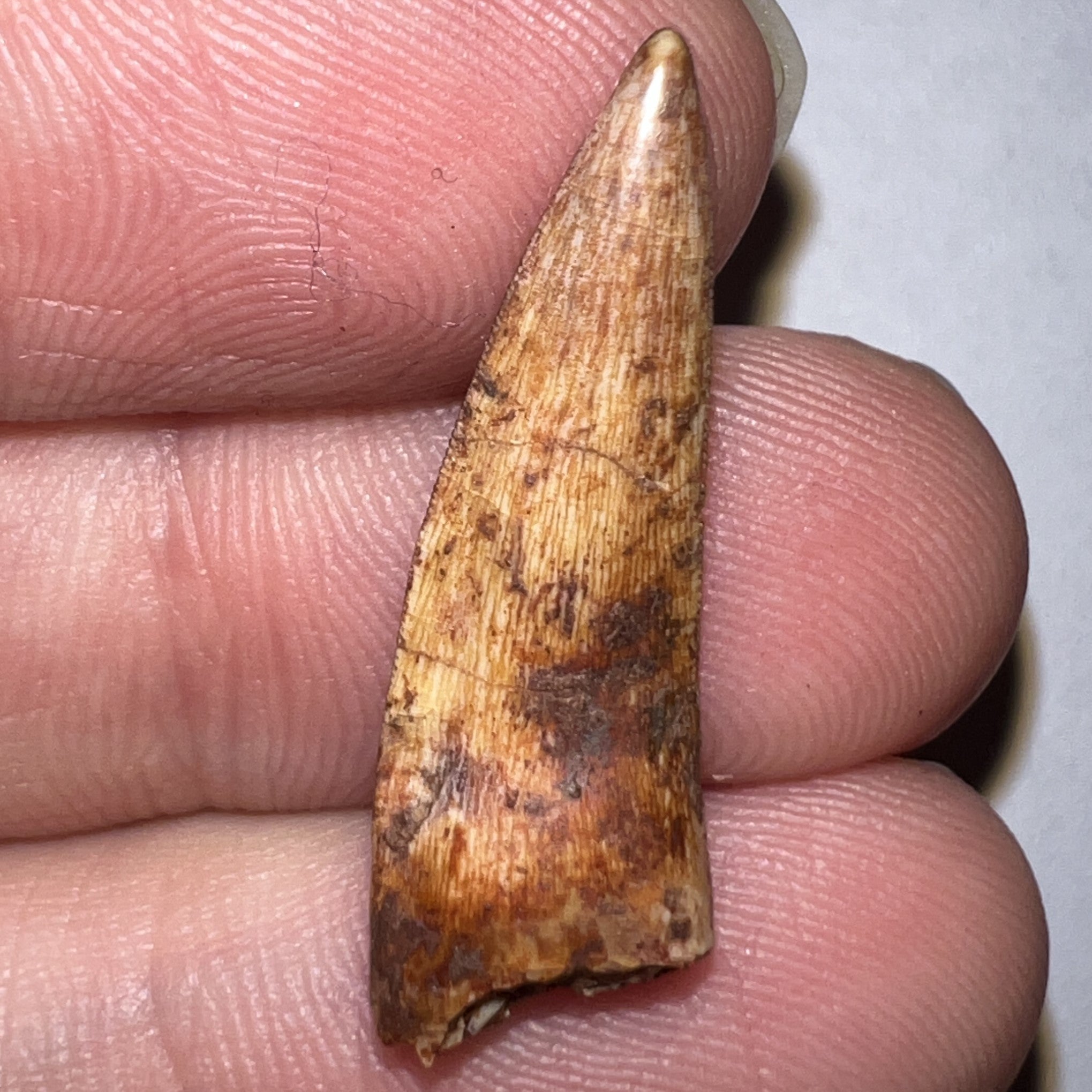 Phytosaur Large Fossil Tooth 1.07 Inches! Fantastic Serrations! Triassic Aquatic Reptile!