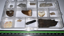 Load image into Gallery viewer, Beginner Collection of 12 labeled Fossils in a clear case. Includes Mosasaur Tooth, Dinosaur Bone Fragment, Extinct Ice Age Horse Tooth and more!
