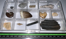 Load image into Gallery viewer, Beginner Collection of 12 labeled Fossils in a clear case. Includes Mosasaur Tooth, Dinosaur Bone Fragment, Extinct Ice Age Horse Tooth and more!
