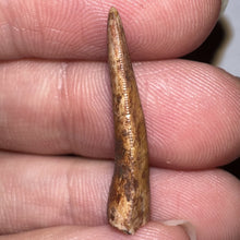 Load image into Gallery viewer, Phytosaur Large Fossil Tooth 1.07 Inches! Fantastic Serrations! Triassic Aquatic Reptile!
