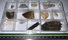 Load image into Gallery viewer, Beginner Collection of 12 labeled Fossils in a clear case. Includes Mosasaur Tooth, Dinosaur Bone Fragment, Extinct Ice Age Horse Tooth and more!
