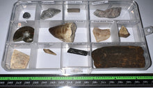 Load image into Gallery viewer, Beginner Collection of 12 labeled Fossils in a clear case. Includes Mosasaur Tooth, Dinosaur Bone Fragment, Extinct Ice Age Horse Tooth and more!
