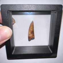 Load image into Gallery viewer, Phytosaur Large Fossil Tooth 1.07 Inches! Fantastic Serrations! Triassic Aquatic Reptile!
