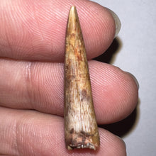 Load image into Gallery viewer, Phytosaur Large Fossil Tooth 1.11 Inches! Triassic Aquatic Reptile!
