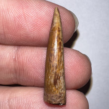 Load image into Gallery viewer, Phytosaur Large Fossil Tooth 1.11 Inches! Triassic Aquatic Reptile!
