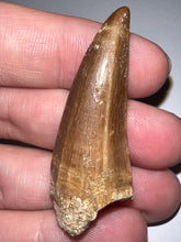 Load image into Gallery viewer, Large Mosasaurus Mosasaur Tooth 1.87 Inches! Dinosaur Era Marine Reptile!
