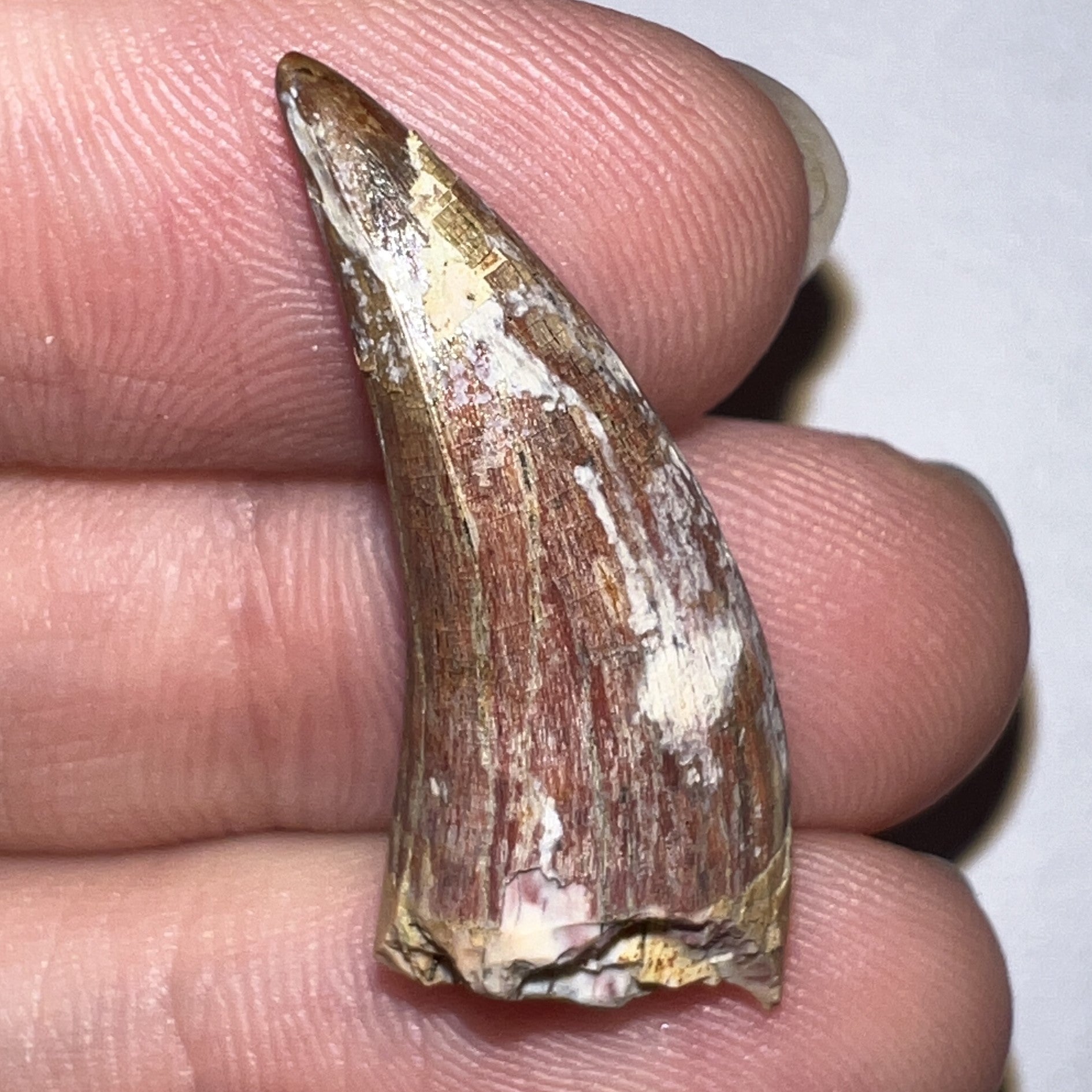 Phytosaur Large Fossil Tooth 1.18 Inches! Triassic Aquatic Reptile!