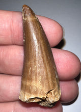 Load image into Gallery viewer, Large Mosasaurus Mosasaur Tooth 1.87 Inches! Dinosaur Era Marine Reptile!
