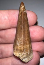 Load image into Gallery viewer, Large Mosasaurus Mosasaur Tooth 1.87 Inches! Dinosaur Era Marine Reptile!
