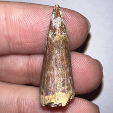 Load image into Gallery viewer, Phytosaur Large Fossil Tooth 1.18 Inches! Triassic Aquatic Reptile!
