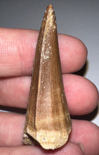Load image into Gallery viewer, Large Mosasaurus Mosasaur Tooth 1.87 Inches! Dinosaur Era Marine Reptile!
