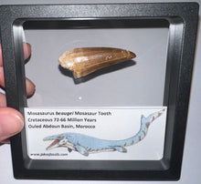 Load image into Gallery viewer, Large Mosasaurus Mosasaur Tooth 1.87 Inches! Dinosaur Era Marine Reptile!
